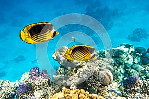 Pair of Raccoon Butterflyfish Chaetodon lunula, crescent-masked, moon butterflyfish over a coral reef, clear blue water. Two photo