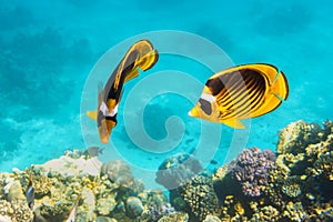 Pair Of Raccoon Butterflyfishes Over The Coral Reef, Clear Blue Turquoise Water. Colorful Tropical Fish In The Ocean. Beauty