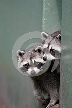 Pair of raccoons