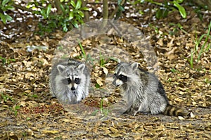 Pair of Raccoons