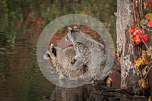 Pair of Raccoons Procyon lotor Look Left Off Log