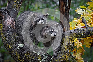 Pair of Raccoons Procyon lotor Stand In Tree Autumn