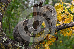 Pair of Raccoons Procyon lotor In Tree Autumn