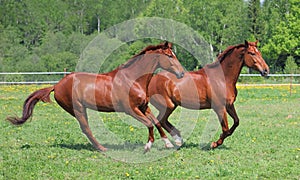 Pair race horse running in paddock on the green meadow