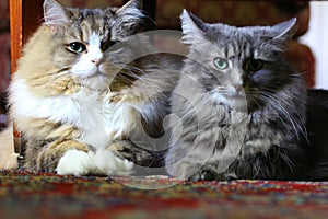 A Pair of Ragamuffin and Medium-hair Cats