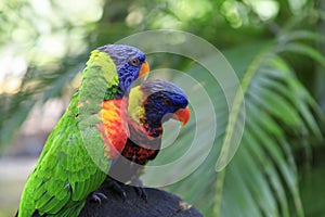 Pair of rainbow coloured tropical birds get together in the tropics