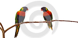 Pair of rainbow Lorikeet, Trichoglossus mollucanus, isolated on white background. Two colorful parrots perched on branch