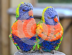 Pair of Rainbow Lorikeets