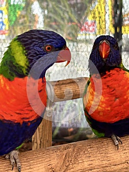 Pair of Rainbow Lorikeets