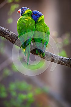 A pair of Rainbow Lorikeets being romantic on a tree branch