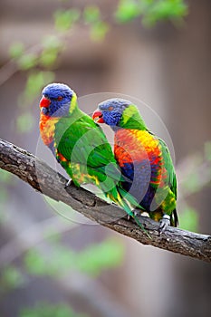 A pair of Rainbow Lorikeets being romantic on a tree branch