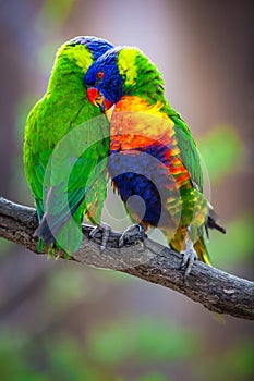 A pair of Rainbow Lorikeets being romantic on a tree branch