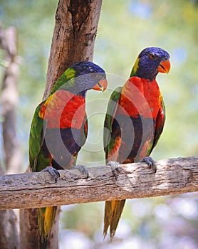 A Pair of Rainbow Lorikeets on a Branch