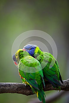 A pair of Rainbow Lorikeets fighting/playing/teasing each other