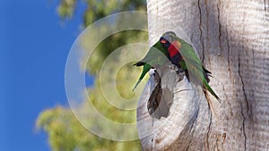 A Pair of Rainbow Lorikeets Perched Outside Their Nest.