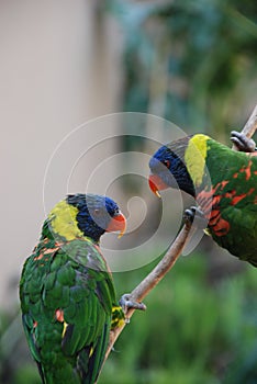 A pair of Rainbow Lorikeets probably husband and wife