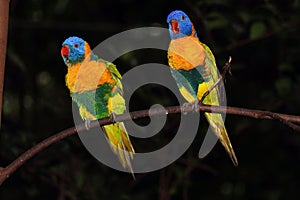 Pair of rainbow lorikeets