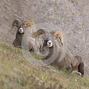 Pair of ram or male bighorn sheep on grass on hill resting or ruminating