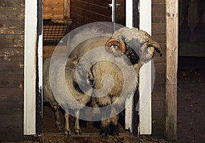 A pair of rams stood in the paddock