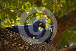 Pair of rare bird, blue parrot Hyacinth Macaw in nest tree in Pantanal, tree hole, animal in the nature habitat, Brazil