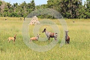 Pair of rare common tsessebe antelope ,damaliscus lunatus