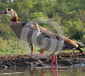 A pair of raucous Egyptian geese