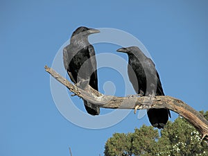 A pair of Ravens