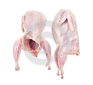 Pair of raw plucked and gutted quails isolated