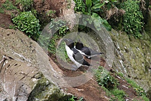 Pair of Razorbills (Alca torda)