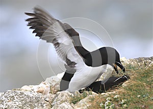 A pair of razorbills mating on cliff edge