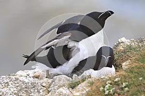 A pair of razorbills mating on cliff edge