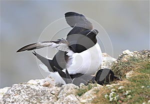A pair of razorbills mating on cliff edge