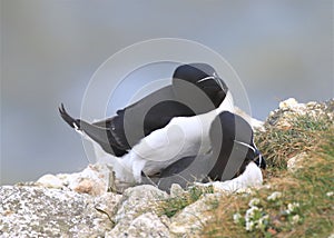 A pair of razorbills mating on cliff edge