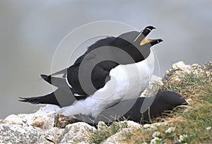 A pair of razorbills mating on cliff edge