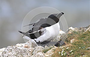 A pair of razorbills mating on cliff edge