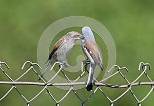 A pair of red backed shrike