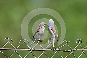 A pair of red backed shrike