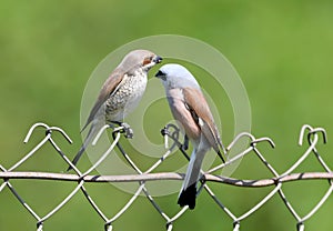 A pair of red backed shrike sit together on a metal fence