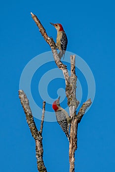 Pair of Red-bellied Woodpeckers