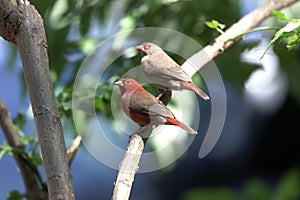 Pair of red billed firefinches Lagonosticta senegala