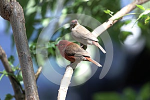 Pair of red billed firefinches Lagonosticta senegala