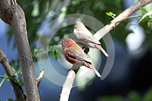 Pair of red billed firefinches Lagonosticta senegala