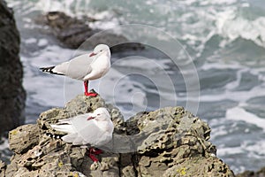 A pair of red-billed seagulls Chroicocephalus novaehollandiae scopulinus