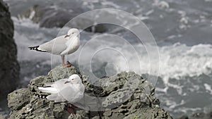 A pair of red-billed segulls Chroicocephalus novaehollandiae scopulinus