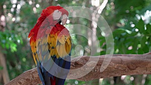 A pair of red and blue macaw parrots. repeat each other's movements