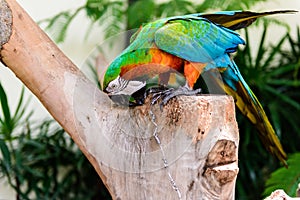 A pair of red-and-blue macaws