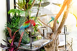 A pair of red-and-blue macaws