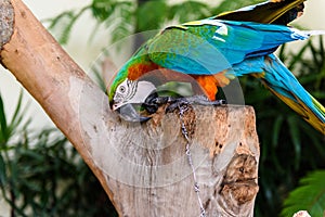 A pair of red-and-blue macaws