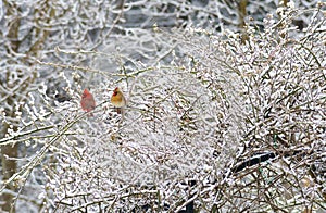 Pair of red Cardinal mates perch together in the snow.