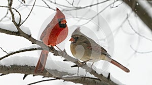 Northern Cardinal Pair